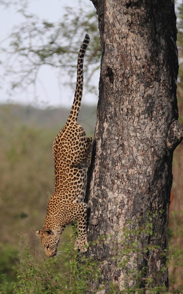 Leopard in Maasai Mara - Timallys Adventures